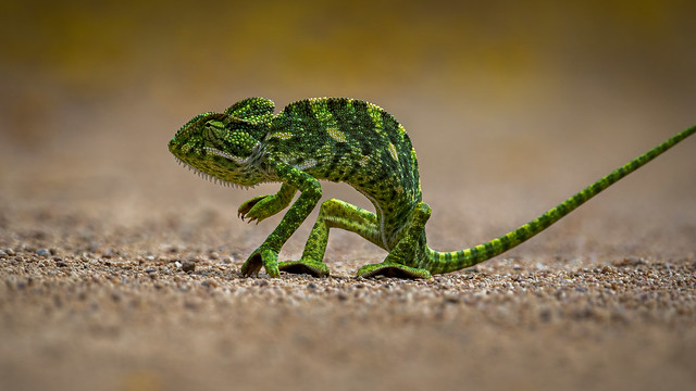 A dazed Indian Chameleon recovering from a fall