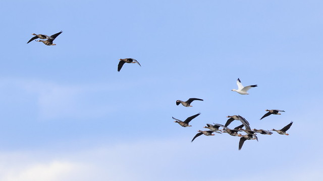 Snow Goose flying with White-fronted Geese