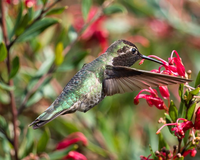 Hummingbird @ UCSC Arboretum