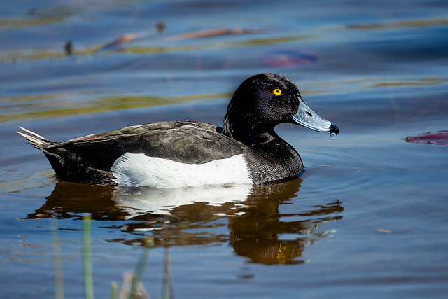 Mr. Tufted Duck