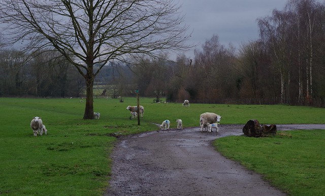 Spring lambs in the rain