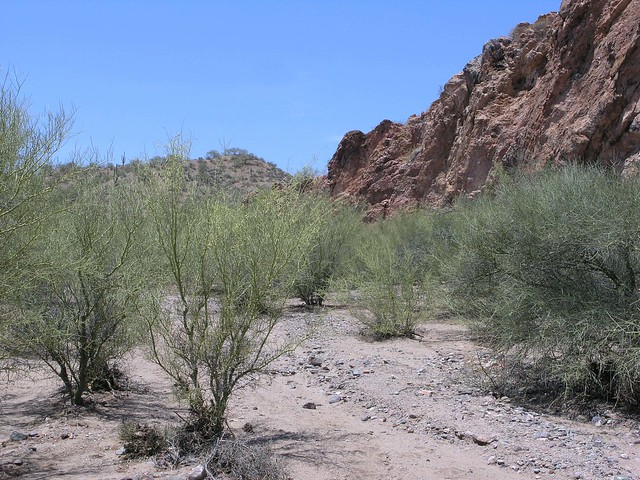 Palo Verde trees in Tucson Wash, San Pedro River Valley, W of Mammoth, AZ