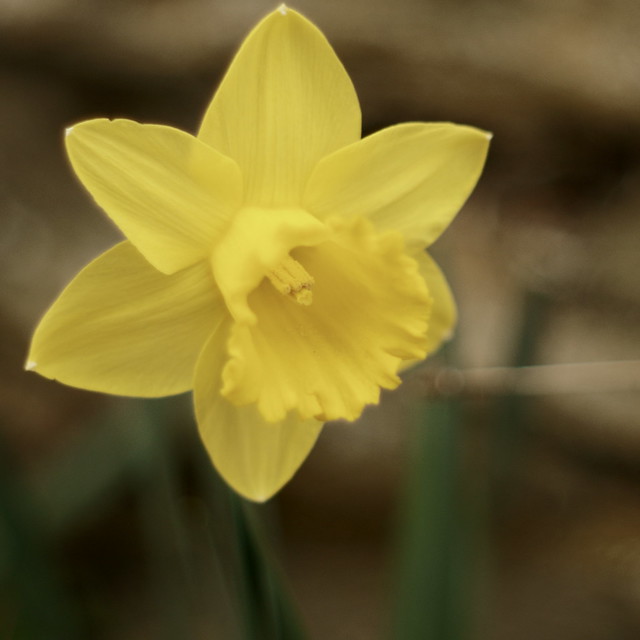 Daffodil | Flower portrait