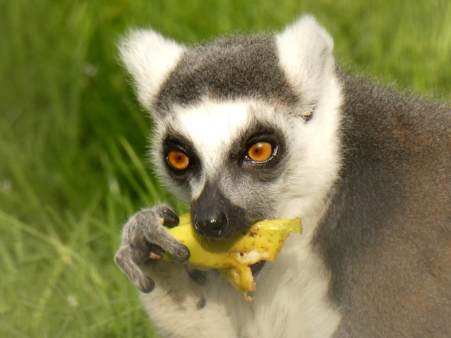 Ring-tailed lemur eating banana