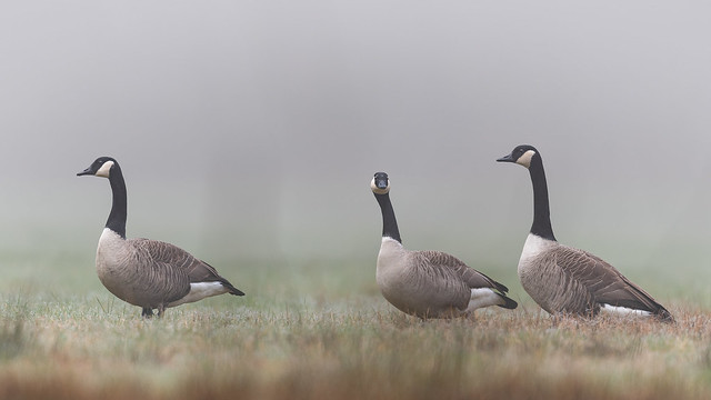 three geese in the morning mist