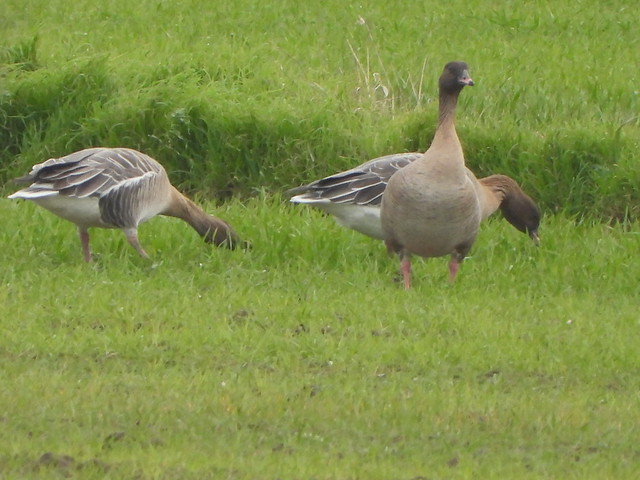 Pink footed Geese
