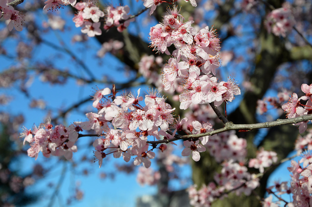 Bologna, la fioritura primaverile del Prunus cerasifera