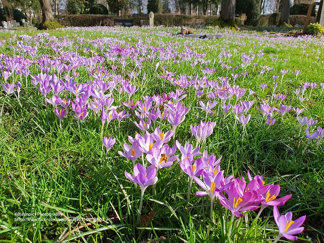 Esslingen, Ebershaldenfriedhof, Spring crocus