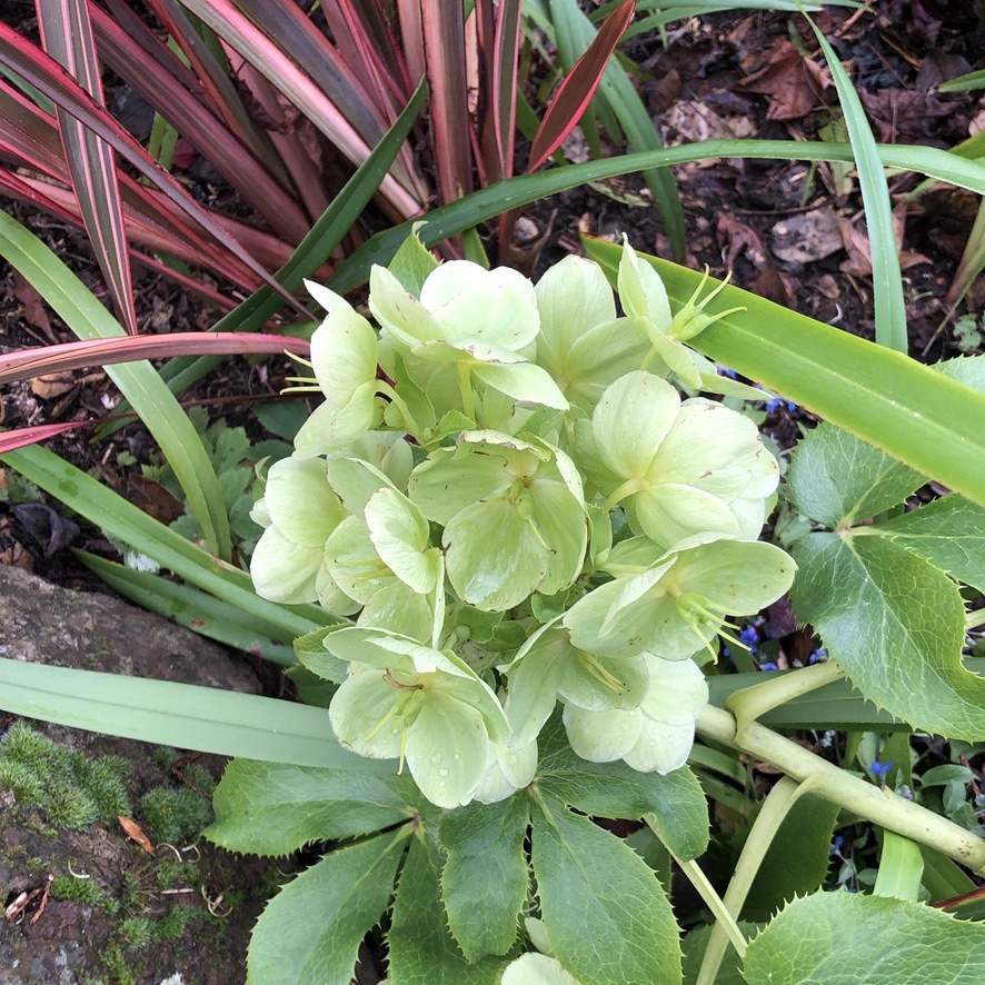 Hellebores, Early Bloomers