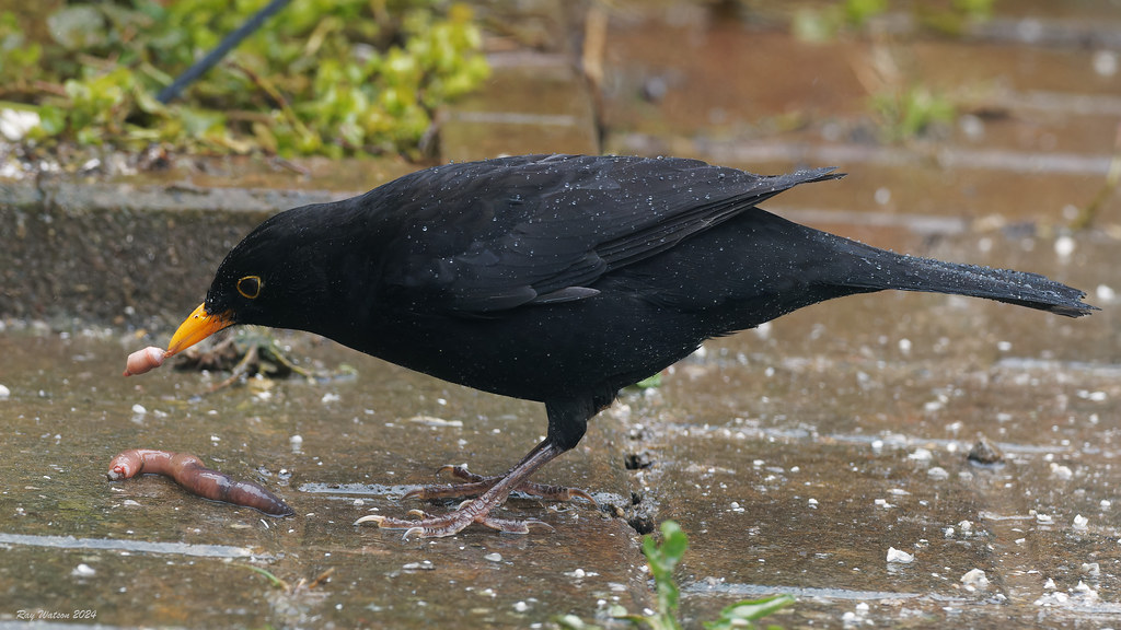 Blackbird with lunch