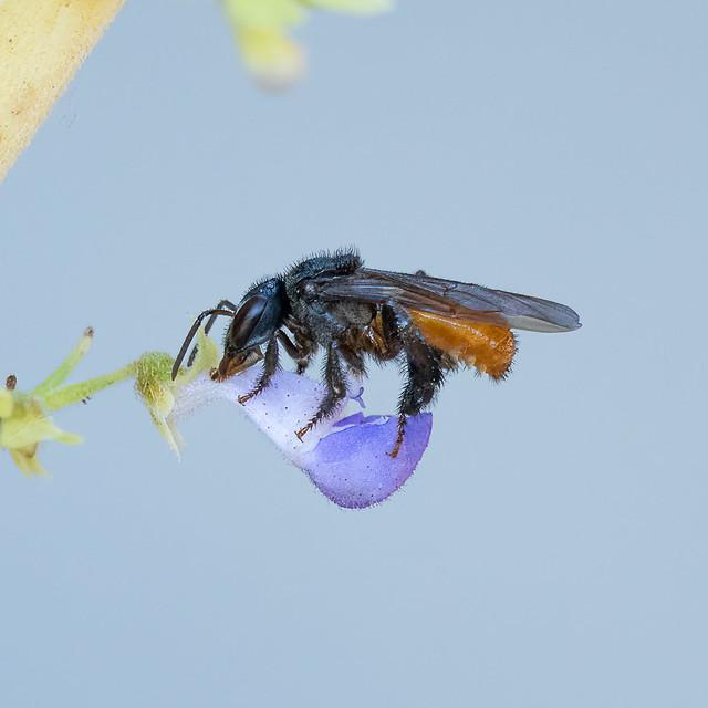 Red-tailed Stingless Bee