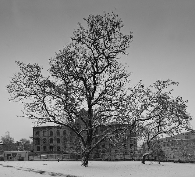 winter tree and old factory