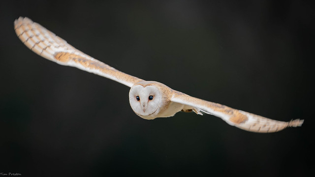 Barn Owl-37