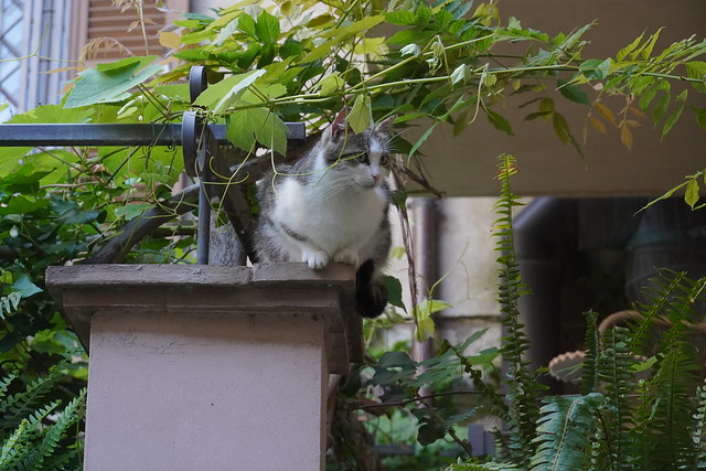 Courtyard cat, Viterbo  June 2023