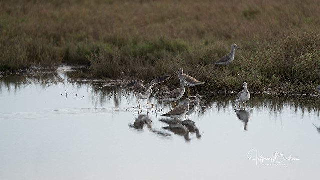 Baylands