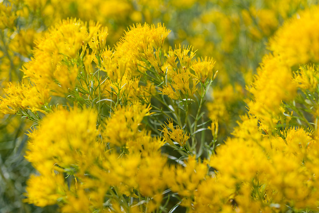 Seeming to Be in a Field of Rubber Rabbitbrush (Mesa Verde National Park)