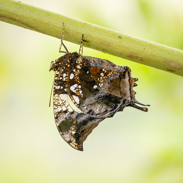 Silver-studded Leafwing butterfly ?