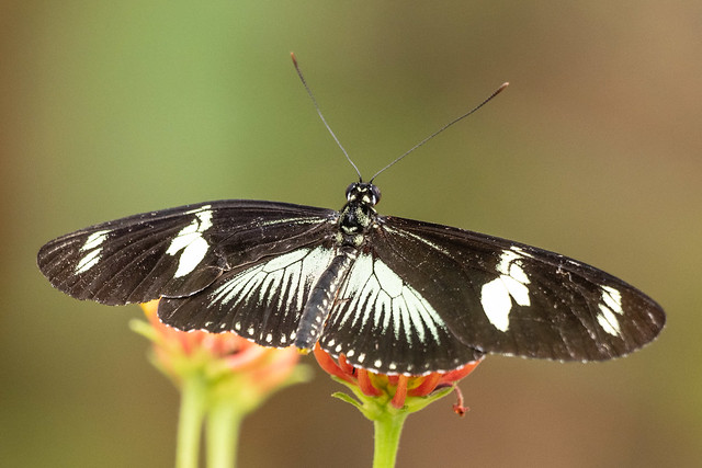 Doris Longwing butterfly ?