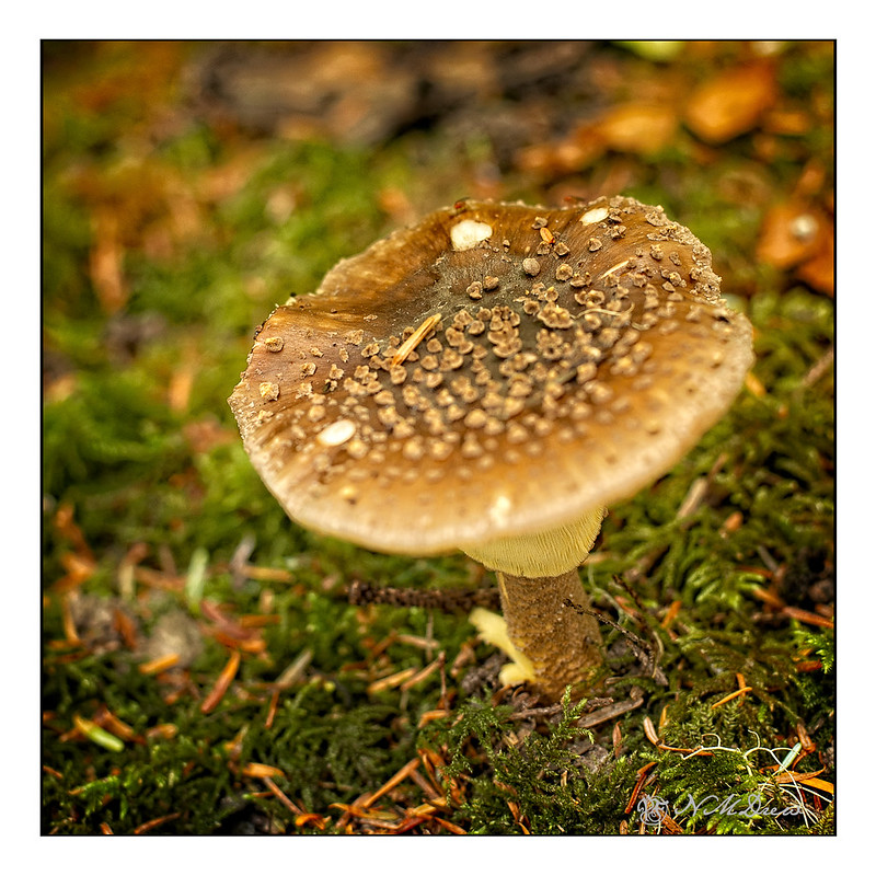 Mushroom on the Forest Floor