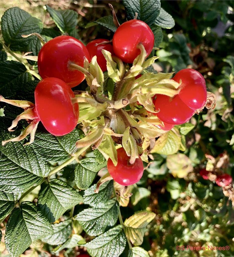 Rose Hips, UBC Campus, Vancouver, Canada