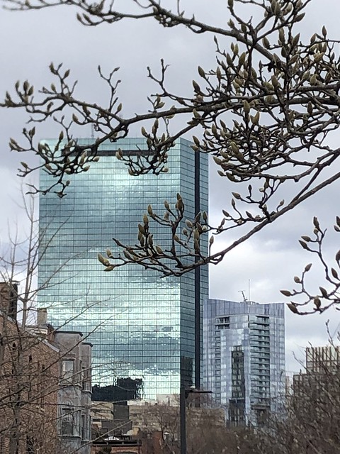 Magnolia tree with Hancock Building in Background