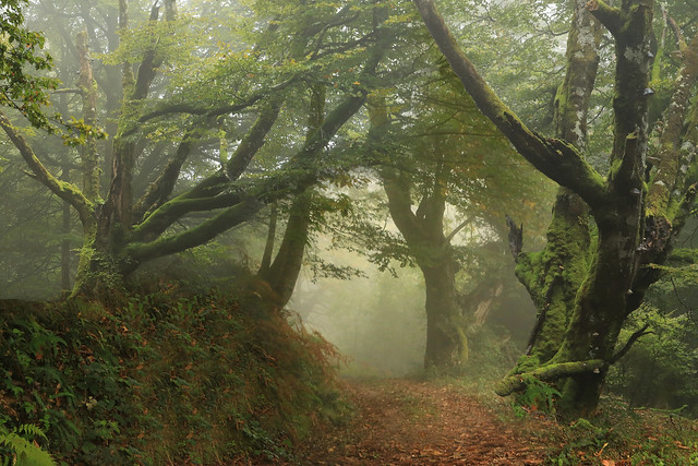 Making the forest path in the fog