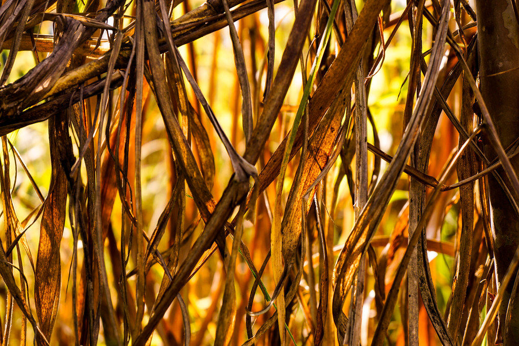 Rivergrass: A Dry Jungle