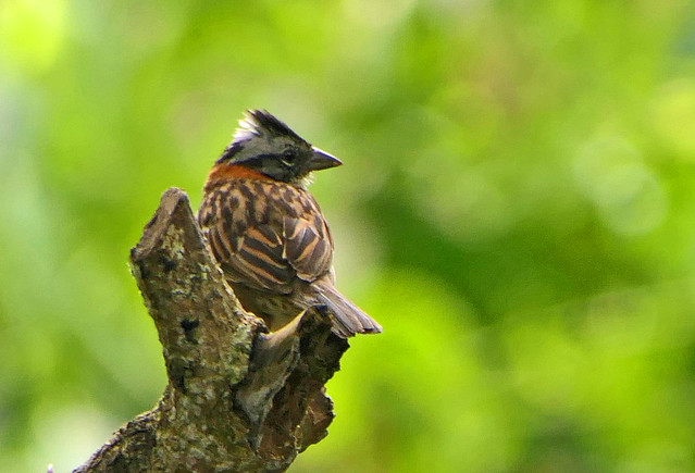 Copetón Común, Rufous-collared Sparrow (Zonotrichia capensis)
