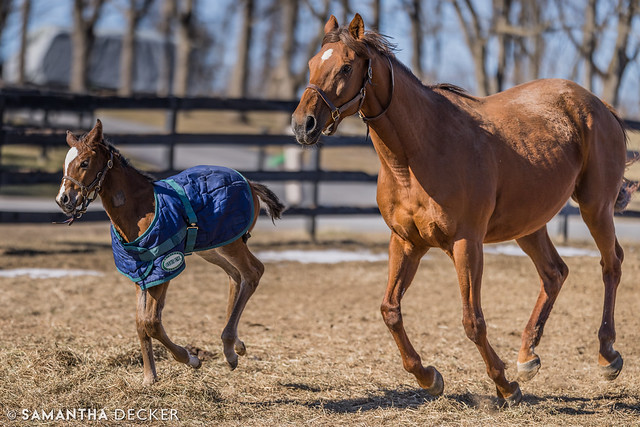 Air Mail and Her Filly
