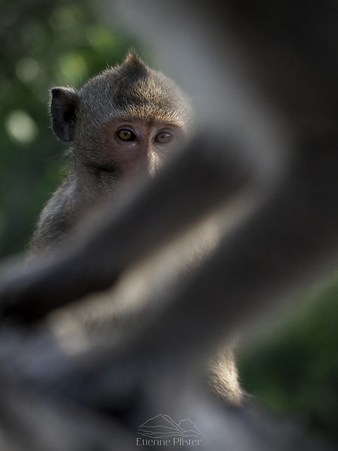 Monkey, Batambang, Cambodia