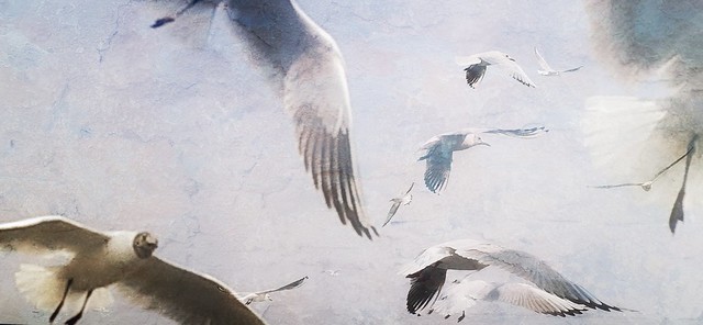 Gulls Over the Arabian Sea