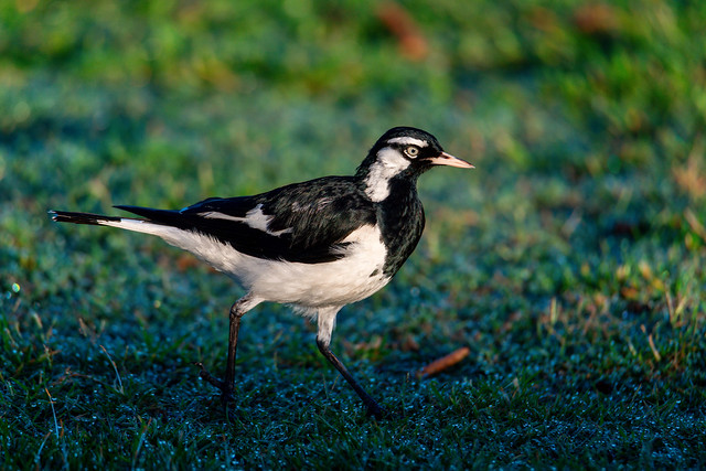 Magpie Lark on the grass and early morning dew