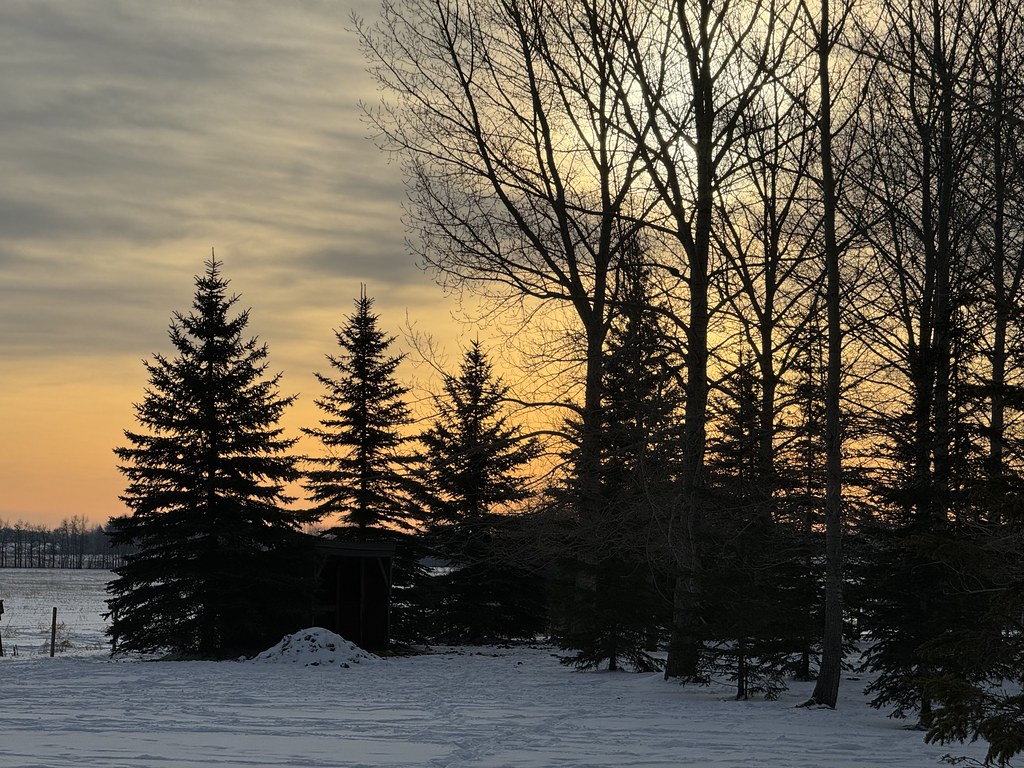 Ombres, arbres et lumière — Shadows, trees and light | Flickr