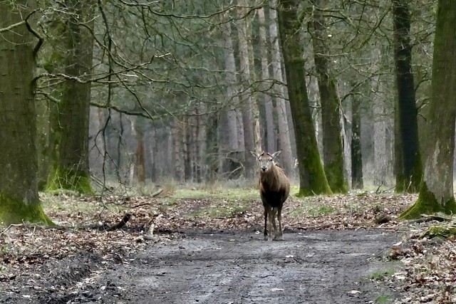 Not any closer - Deer in Hoge Veluwe Nationalpark, Netherlands