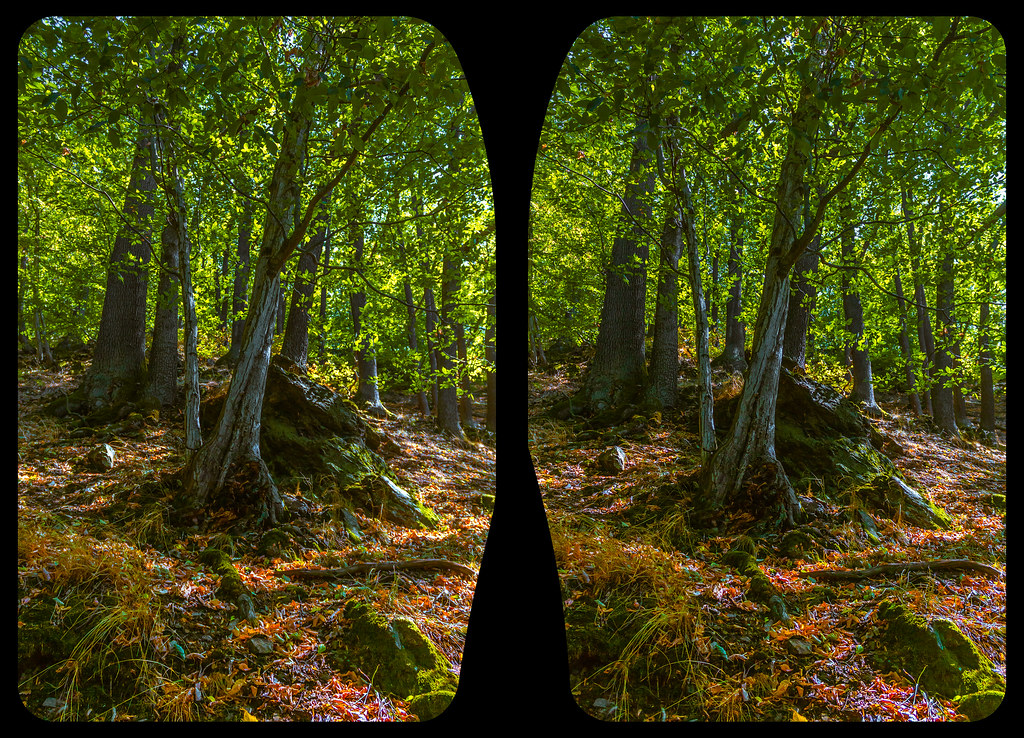 Hardt forest 3-D / CrossView / Stereoscopy