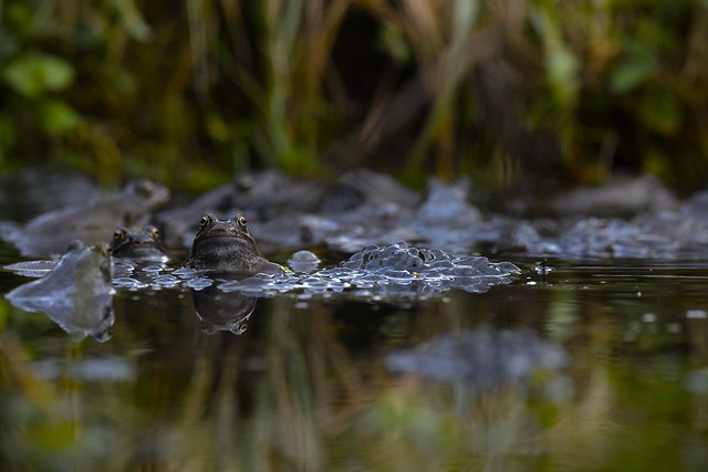 Common Frogs (Rana temporaria) and spawn