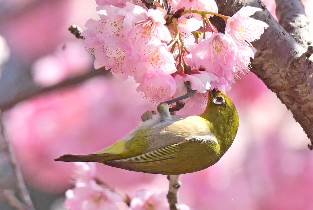 A Japanese white-eye sucking nectar from Kawazu cherry blossoms in full bloom