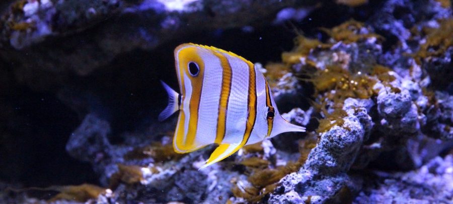 The Alluring Butterflyfish