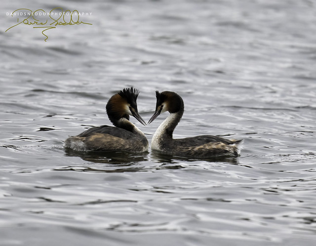 Great Crested Grebe pair - Podiceps cristatus