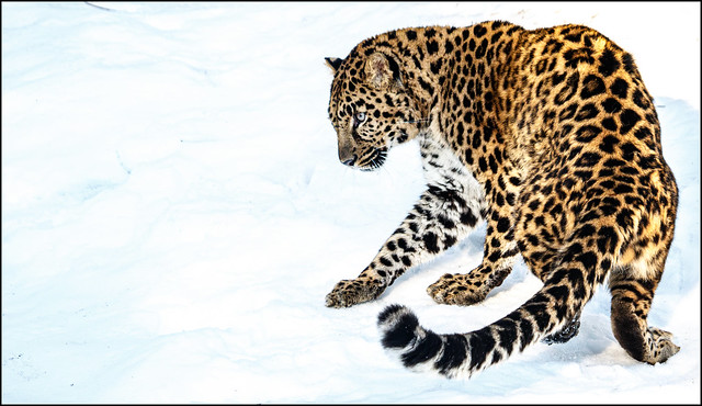 Amur Leopard on snow