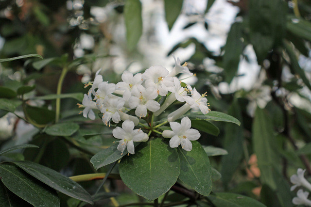 Rhododendron loranthiflorum Sleumer -  BG Meise 240124-2