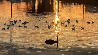 Gulls and Swan Sunset
