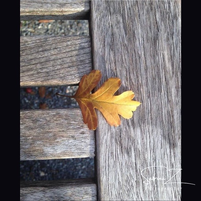 A little golden fall leaf on a bench
