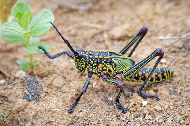 African bush grasshopper - Sauterelle Africaine