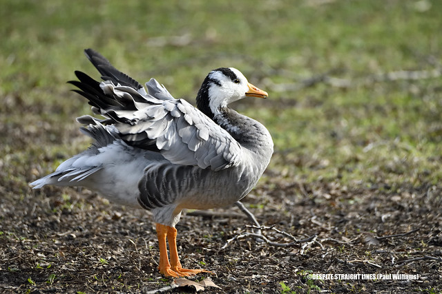Beauty of Answer Indicus (Bar-Headed goose)  -  (Published by GETTY IMAGES)