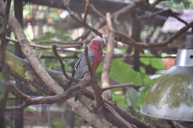What I assume to be a Pink and Grey Galah