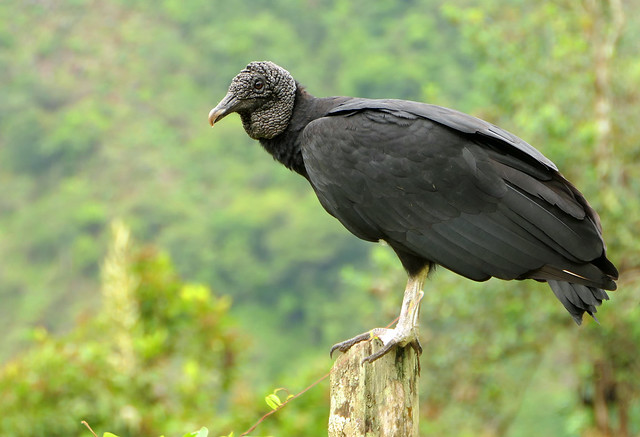 Gallinazo Común, Black Vulture (Coragyps atratus)