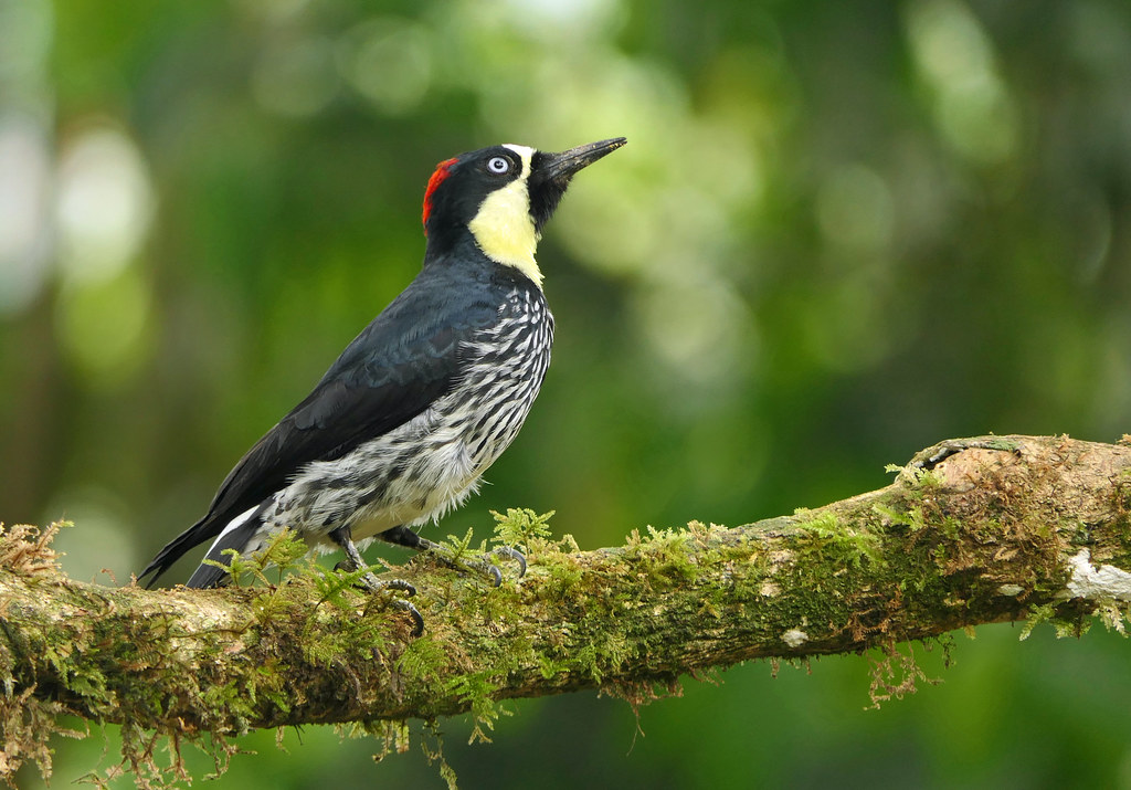 Carpintero de los Robles, Acorn Woodpecker (Melanerpes formicivorus)
