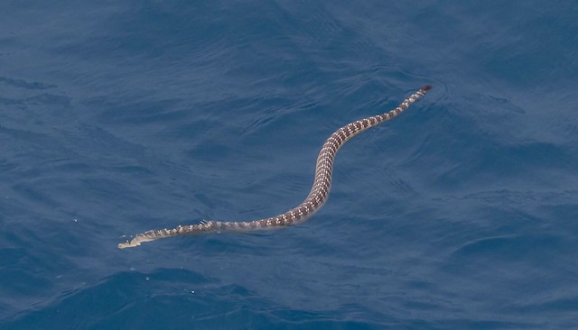 Stokes's Sea Snake (Hydrophis stokesii) ?????