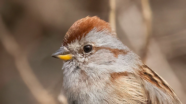 Bruant hudsonien, American Tree Sparrow, Spizella arborea.   DSC_3572-1. jpg